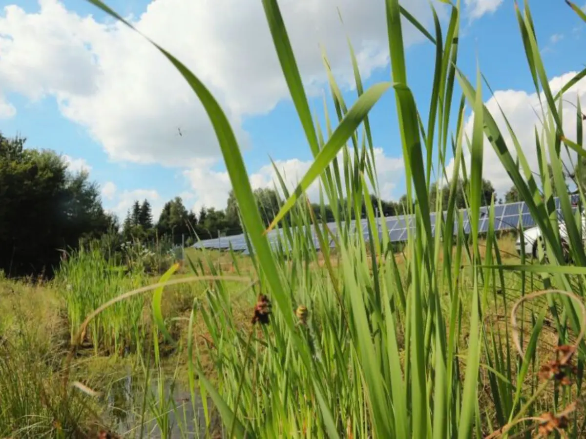 Spinne in Gräsern vor PV-Modulen