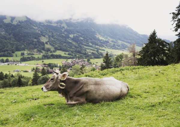 Kuh auf Allgäuer Weide