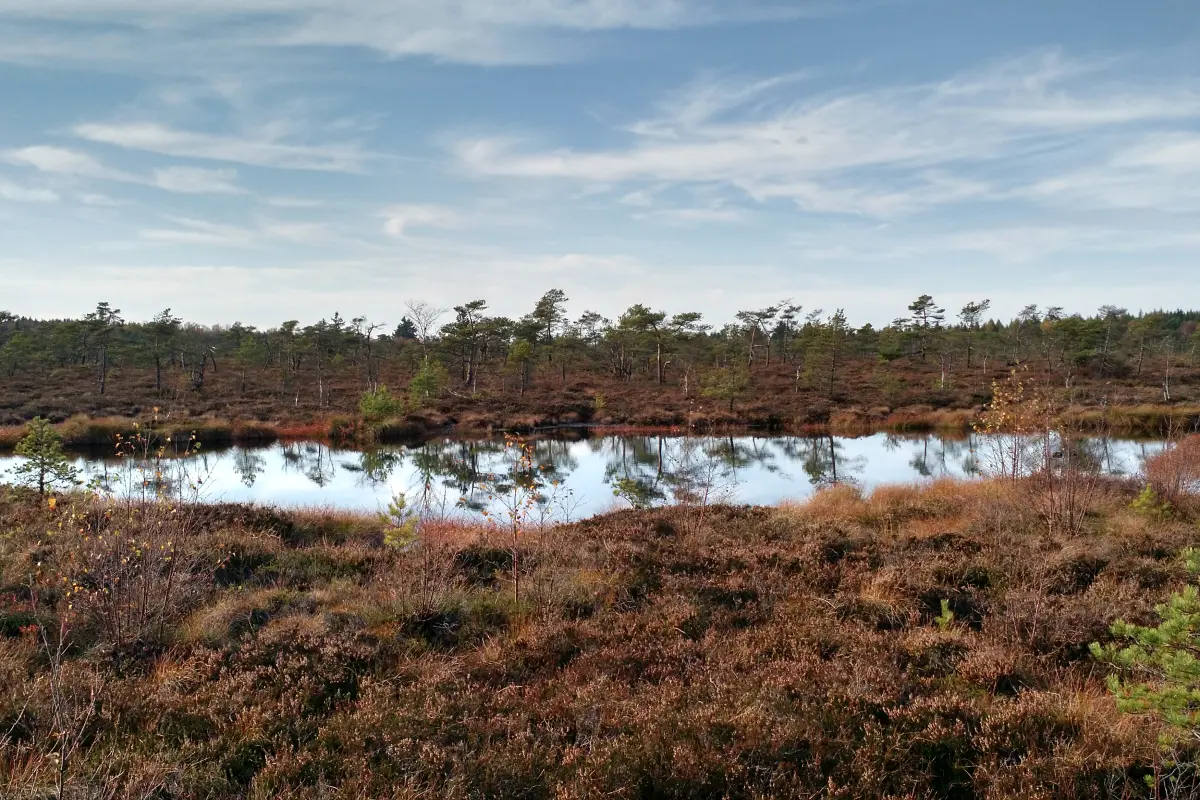 Offene Wasserfläche in einer Hochmoorlandschaft. Moor, Hochmoor, Moorauge, Torf, Landschaft, Rhön.