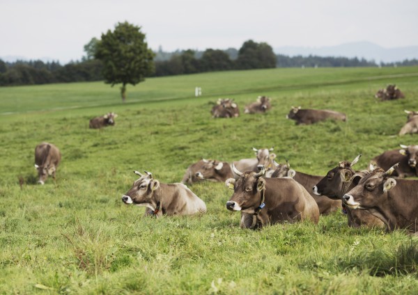 Kühe auf Allgäuer Weide