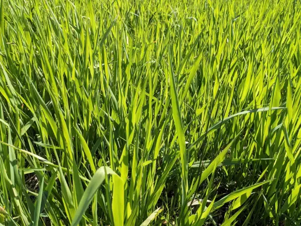 Paludikulturen im Donaumoos zur landwirtschaftlichen Nutzung